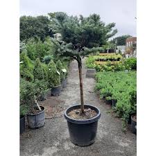 It is native to north america, and is found in usda growing zones 1 through 7. Colorado Blue Spruce Globe Standard Wilscape Nursery Garden Center Ri Ma Ct