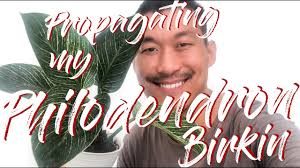 Best way to assess the level of moisture in the soil is to use your finger. Philodendron Birkin Care Complete Guide Smart Garden Guide