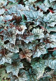 Image result for heuchera americana