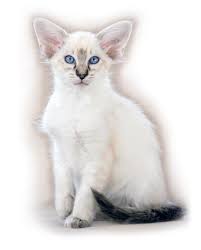 Cat Show VÄSTERÅS KATTKLUBB. EUROVISION-TEMA Tävla om bästa Eurovision -  pyntade bur - PDF Gratis nedladdning