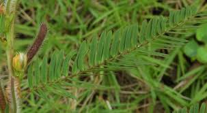 Image result for Chamaecrista grantii