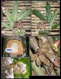 Image result for Monoon