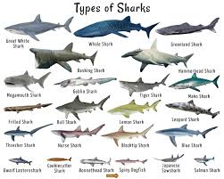 Pin By Sharkasm On Water Creatures In 2020 Types Of Sharks Shark Fishing Sea Life Animals