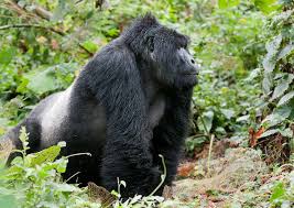 Image result for Mimulopsis arborescens