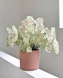 Caladium Strawberry Star By Cubehousejungle Olivrahomedecor Caladium Caladiums Caladiumlovers Caladiumbicolor House House Plants Succulents Decor Caladium