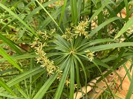 Image result for Cyperus amauropus
