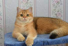 Golden Indiana Holyland Female Briny25 6 Mesyacev Cats Animals Indiana