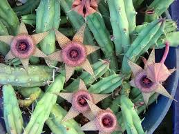 Image result for Huernia procumbens