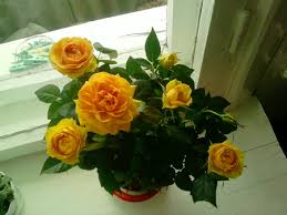 What types of miniature roses to grow indoors. All About The Home Rose Care For Indoor Roses