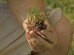 Zoysia Grass For The Front Yard Hope To Install Plugs In Early July August Farm Nursery Zoysia Grass Front House Landscaping