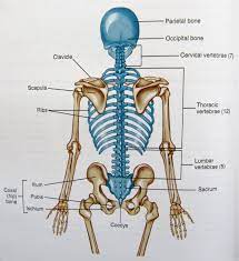 It comprises of a series of bones called the vertebrae of varying sizes extending from the skull to the small of the back. Axial Skeleton Diagram Axial Skeleton Skeleton Anatomy Human Anatomy And Physiology