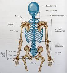 Because of this, they are referred to as cause and. Axial Skeleton Diagram Axial Skeleton Skeleton Anatomy Human Anatomy And Physiology