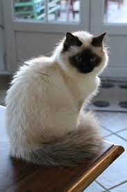 Photo Chat De Race Sacre De Birmanie Ilona Eleveurs Online Com Races De Chats Photo Chat Chats Adorables