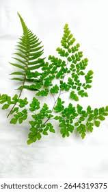 Image result for Pteridaceae