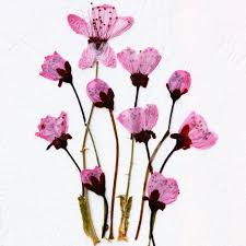 Check spelling or type a new query. Beginners Guide To Pressing Flowers