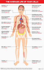 It is bigger in human males than that in females. Pin On Reflexology