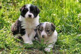 Maybe you would like to learn more about one of these? How Much Are Border Collies Cost Of Buying And Raising