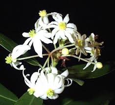 Image result for Canellaceae