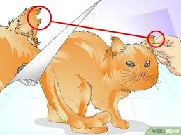 A cut in a creature's ear from a past injury. How To Tell If A Cat Is Spayed 12 Steps With Pictures Wikihow