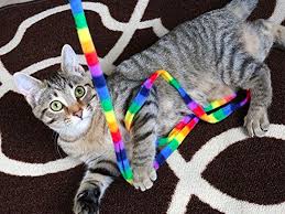 Replicating an edible banana, it can be peeled back, which provides a sneaky eye opening, or leave it unpeeled, to keep your kitty feeling safe and secure. Best Cat Toys In 2020 Catnip Toys Laser Toys And Mouse Toys Business Insider