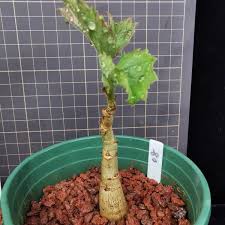 Image result for Cyphostemma quinatum