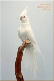 Pin On Animais