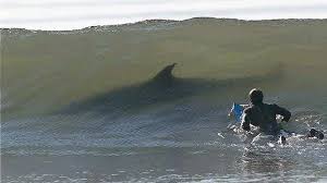 shark surfin shark attack white sharks animals shark surfin shark attack white