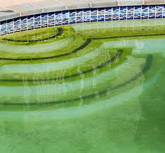 algae in pools ile ilgili görsel sonucu