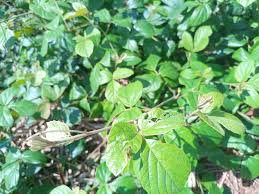 Image result for Rhoicissus tridentata