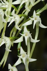 Image result for Cyrtorchis