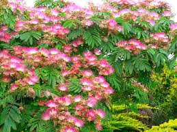 Had a mimosa tree in the backyard for 37 years. Mimosa Trees Exotic Aromatic And Potentially Threatening Dengarden