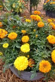 Maybe you would like to learn more about one of these? The Garden Experiment That Has Worked Wonders To Deter Pests
