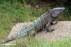 Maybe you would like to learn more about one of these? Black Iguana Ctenosaura Similis With Turquoise Markings Iguana Lizard Species Blue Lizard