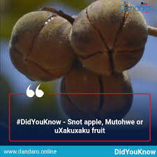 Image result for Thespesia garckeana