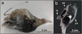 Image result for Lophiocarpaceae