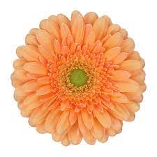Some Of The Biggest Buzz This Year Has Certainly Been Over The Addition Of Our New Peach Mini Gerbera Larissa To O Wholesale Flowers Flowers Florist Supplies