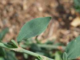 Image result for Polygonum aviculare