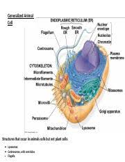 We did not find results for: Plant Cell Coloring Answer Key Lovely Biology Corner Plant Cell Coloring Sheet Of Plant Cell Colorin Plant Cell Coloring Name Cell Membrane Orange Course Hero