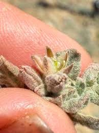 Image result for Glinus lotoides