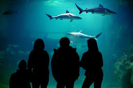 Greater Cleveland Aquarium Love This Place The Under Water Tunnels Are So Amazing The Best Is Petting The Sharks In The Sha Ohio Travel Cleveland Midwest