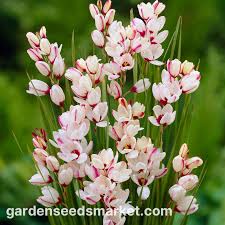 Image result for Ixia