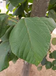 Image result for Alchornea hirtella