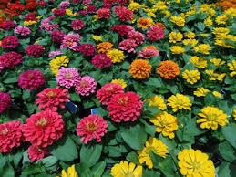 Maybe you would like to learn more about one of these? 14 Best Flowers To Grow From Seed