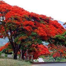 Royal Poinciana Tree Delonix Regia Packet Of 3 Seeds Palm Etsy Royal Poinciana Delonix Regia Flowering Trees