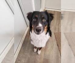 They are a good fit for colder climates as well as warmer climates. Australian Shepherd Dogs For Adoption In Illinois Usa Page 1 10 Per Page Puppyfinder Com