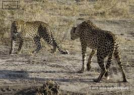 على اليمين الفهد الصياد cheetah هو أسرع الثديات على الأرض يعيش في سهول افريقيا ويحتاج مساحات واسعة للعدو والاصطياد يحوي جلده cheetahs wild cats cheetah