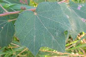 Image result for Urena lobata