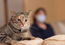 Maybe you would like to learn more about one of these? Can Pets Get Coronavirus Covid 19 Health Essentials From Cleveland Clinic Health Essentials From Cleveland Clinic