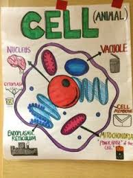 Animal Cell Science Anchor Charts Science Cells Middle