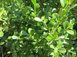 Image result for Buxus